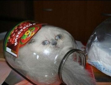 a50d3e23fded31ecb3a2698a4ad8dcc3--funny-cat-pictures-funniest-pictures.jpg