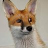 _redfox