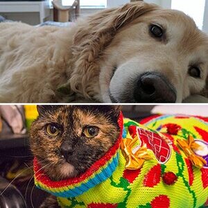 Pets