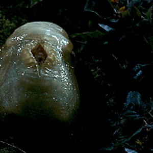 Slither2