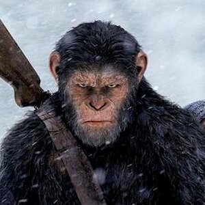 Apes